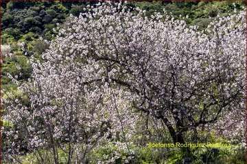 Manto de tonos blancos y rosas en Gran Canaria (Reportaje gráfico de Ildefonso Rodríguez)